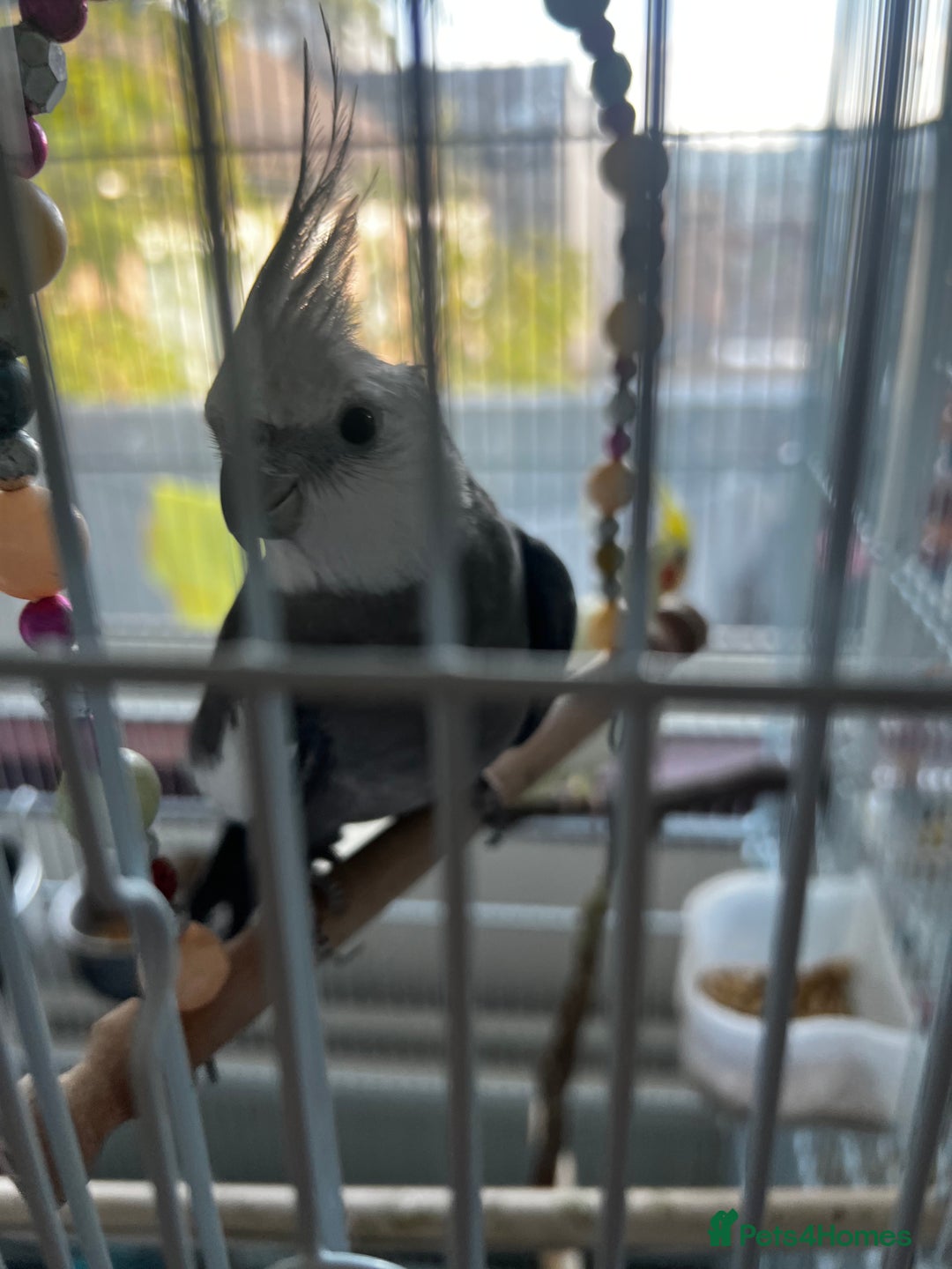 Cockatiels birds for sale: Cockatiel White Face Grey Male - Advert 4