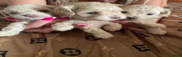 Maltipoo dogs for sale: F1 maltipoo puppies available Dad Russian poodle - Advert 9