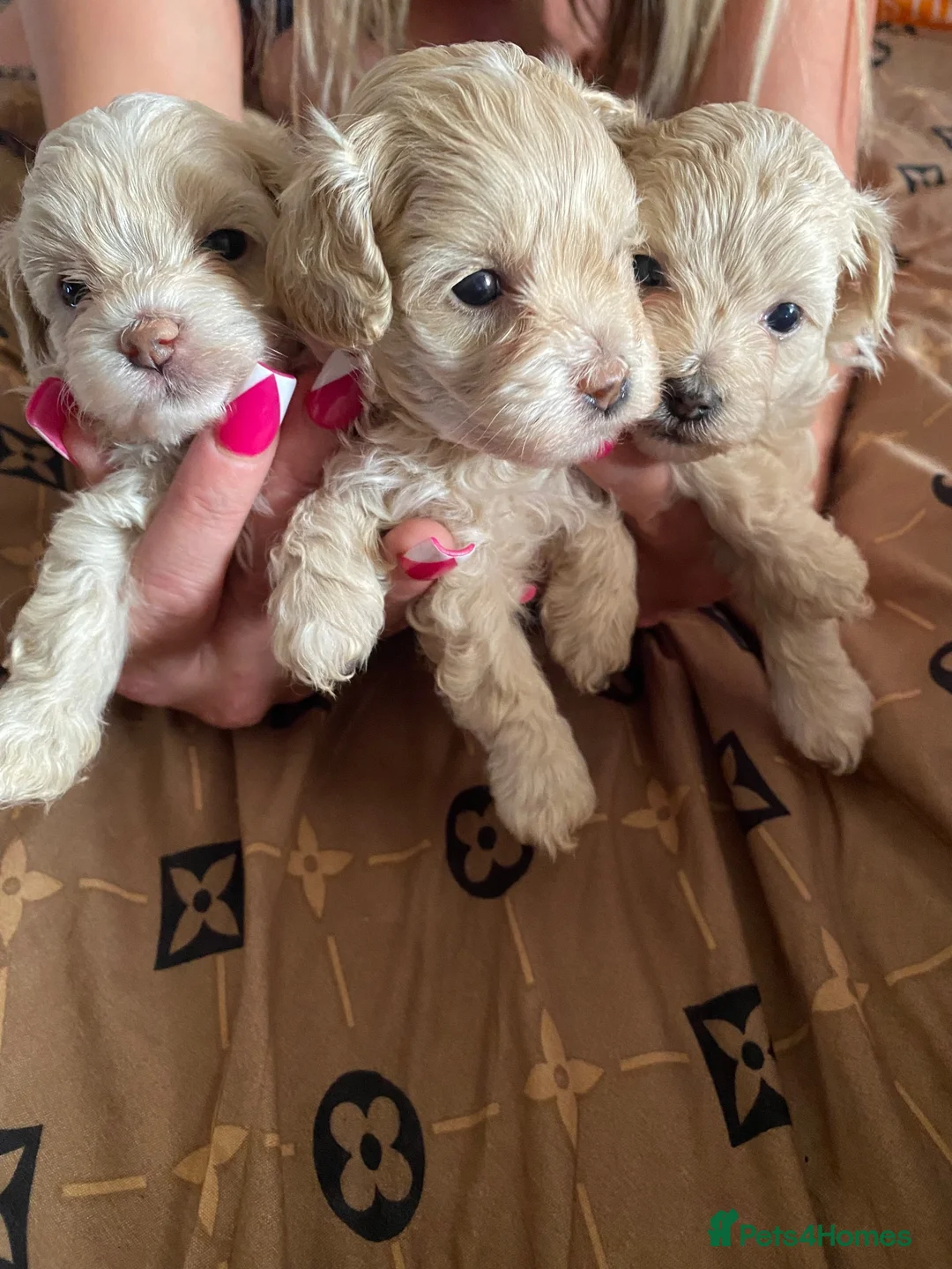 Maltipoo dogs for sale: F1 maltipoo puppies available Dad Russian poodle - Advert 9
