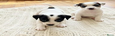 Jack Russell Puppy 1