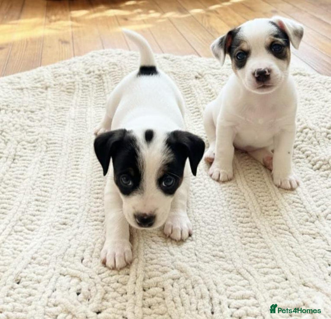 Jack Russell dogs for sale: Jack Russell puppies  - Advert 3
