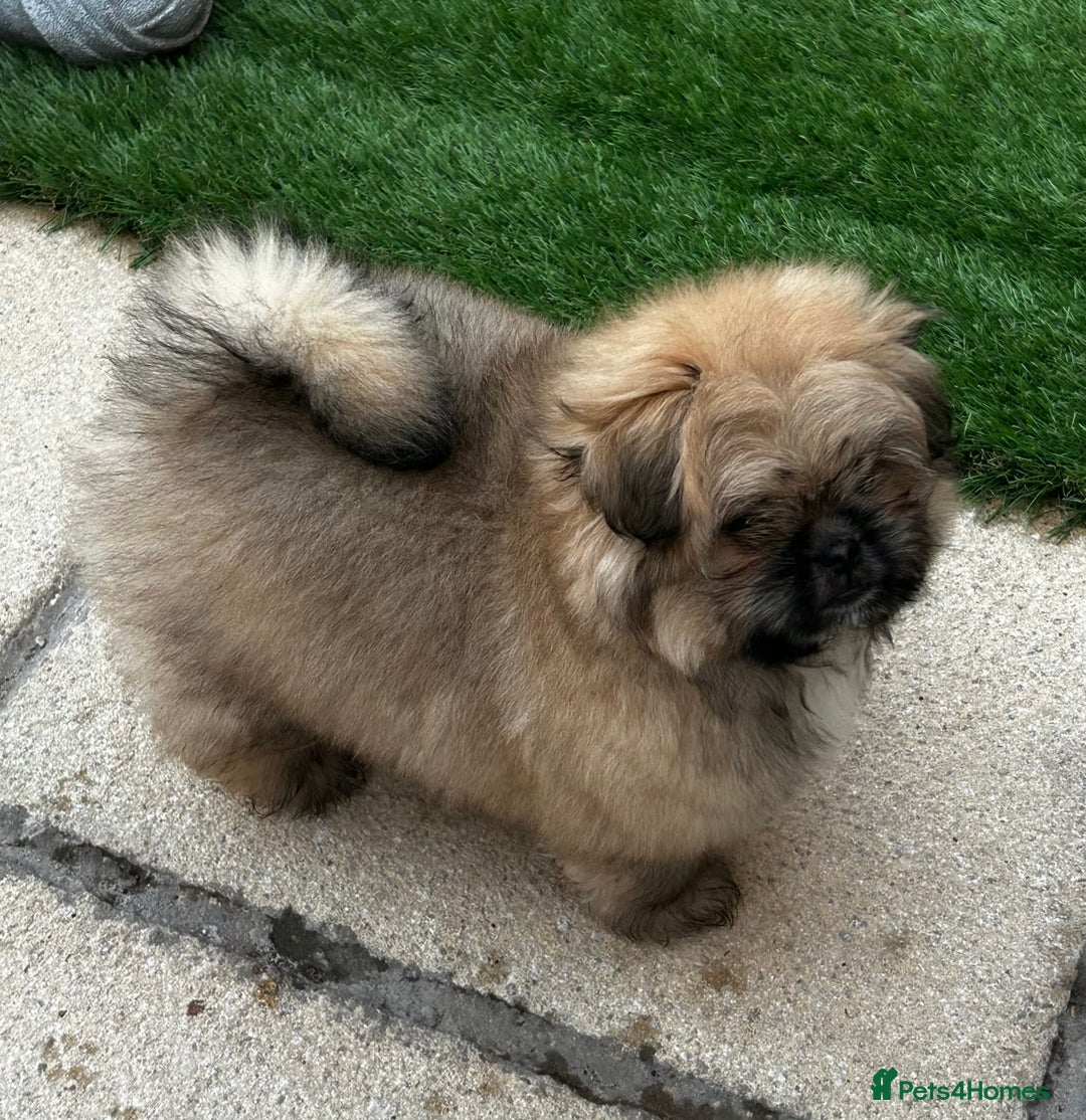 Mixed Breed dogs for sale: Pomeranian cross Shih Tzu puppies for sale - Image 4