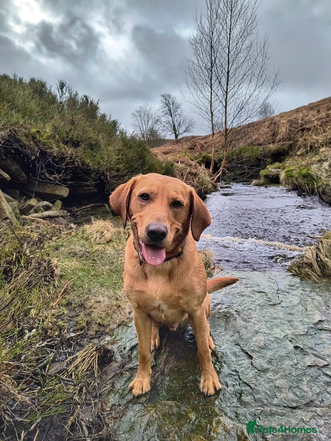 Labrador Retriever dogs for stud:  KC Registered Fox Red Labrador Retriever for stud in Doncaster - Advert 7