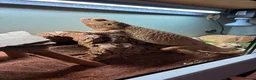 Bearded Dragon reptiles for sale: Bearded dragon - Advert 2