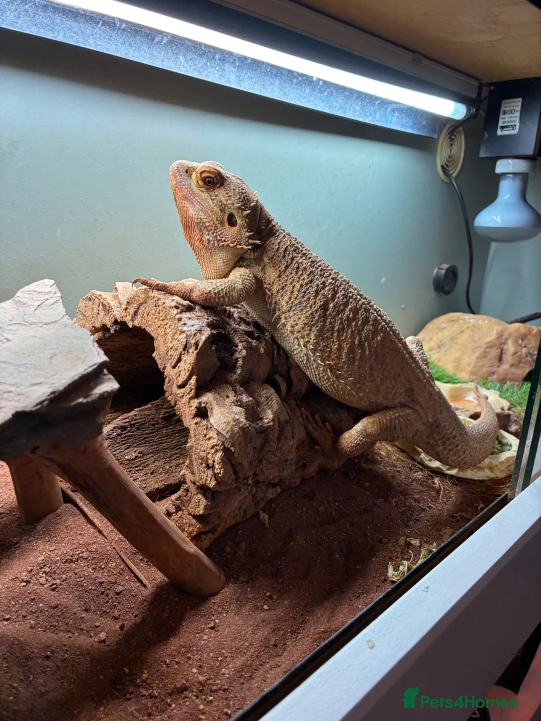 Bearded Dragon reptiles for sale: Bearded dragon - Advert 2