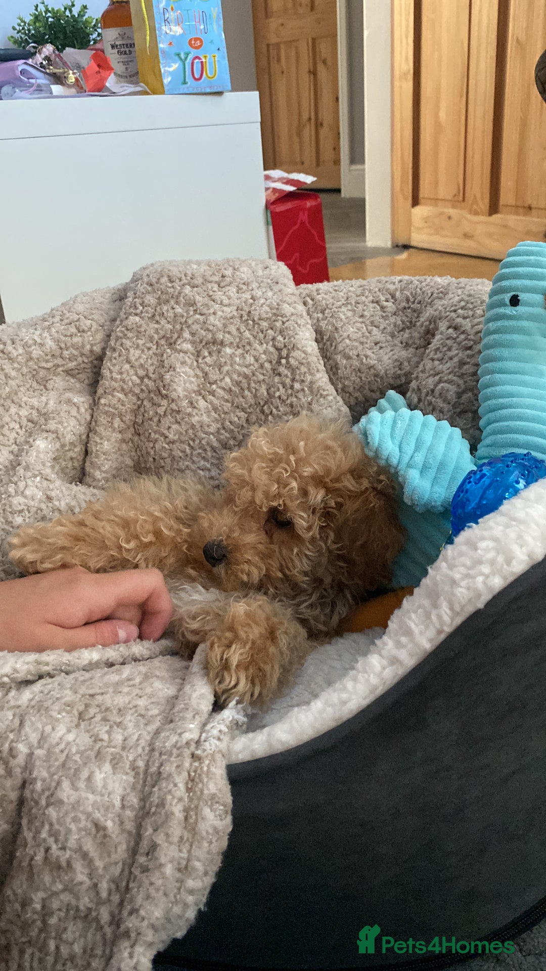 Cavapoo dogs for stud: Cavapoo for Stud - Image 5