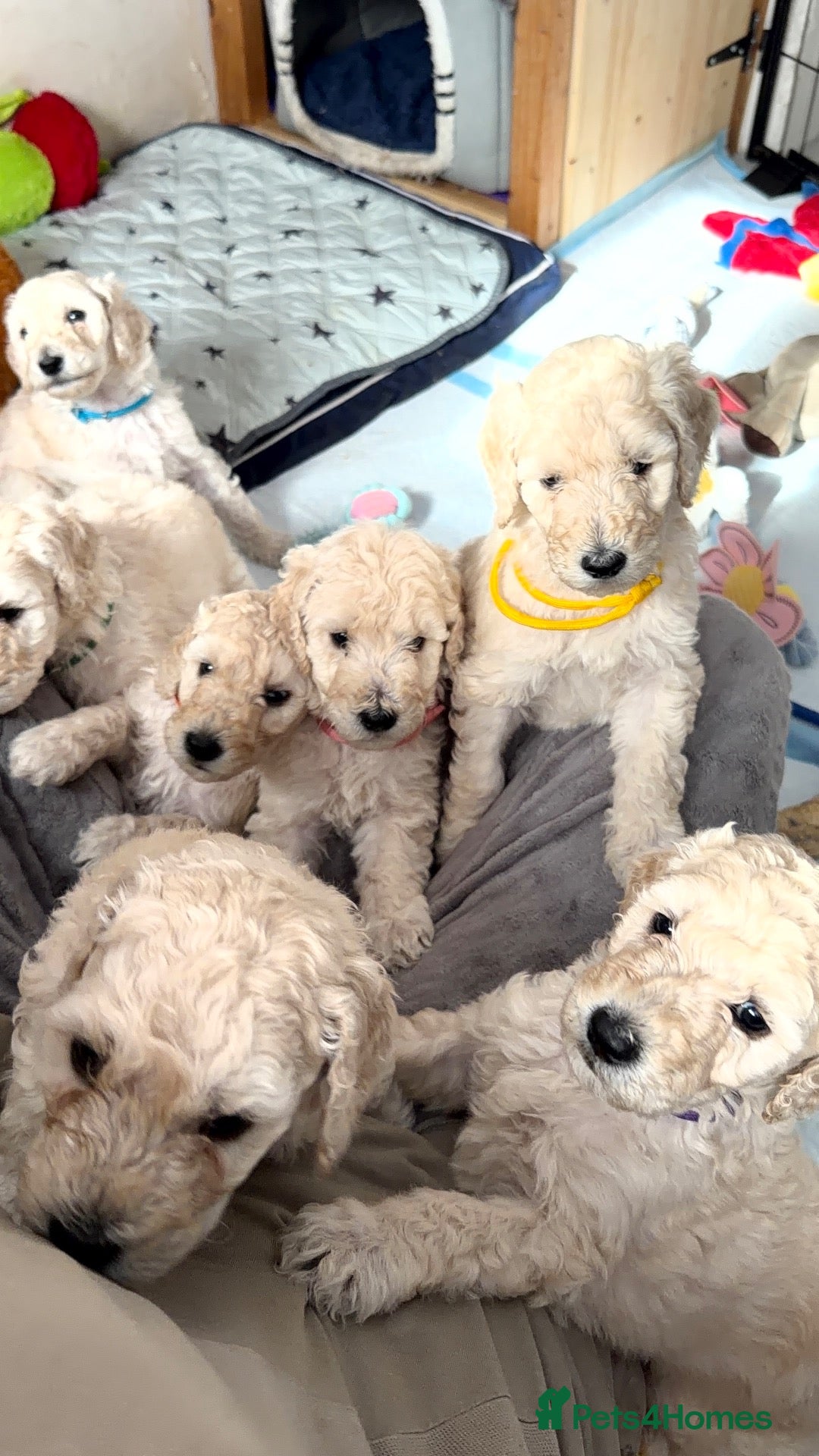 Standard Poodle dogs KC STANDARD POODLE PUPPIES - Advert 14