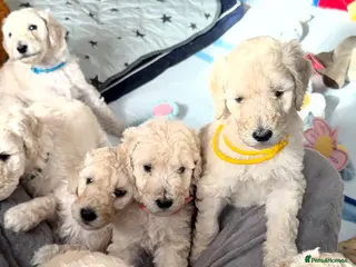 Standard Poodle dogs KC STANDARD POODLE PUPPIES - Advert 2