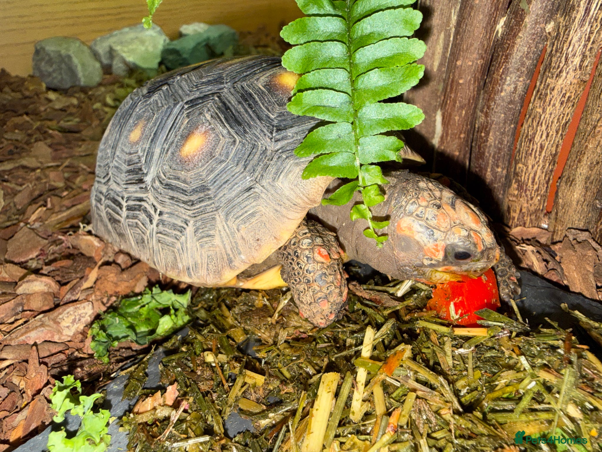 Tortoise reptiles for sale: Red foot tortoise  in Saint Leonards-on-sea - Advert 28