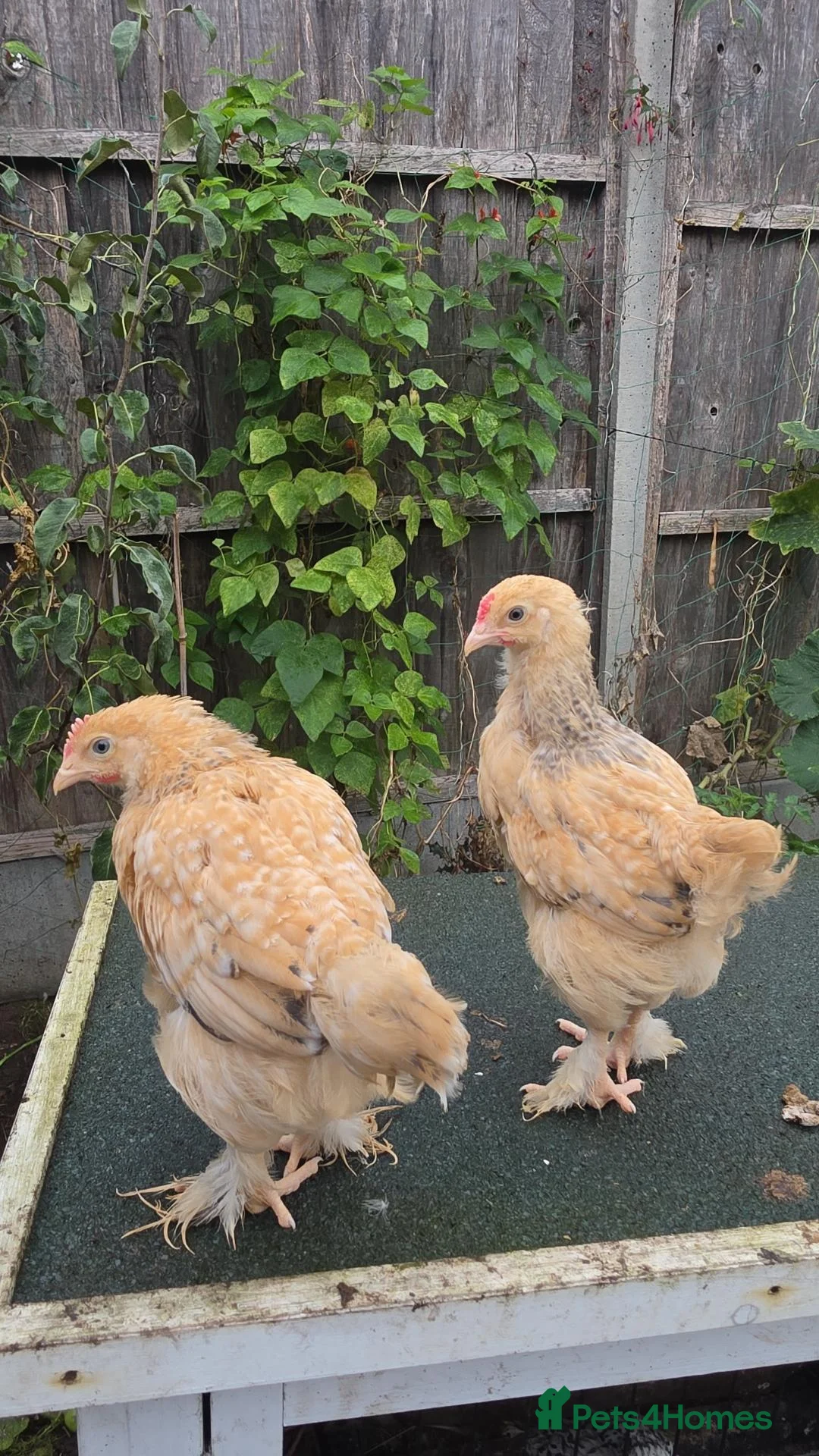 Mixed Breed poultry for sale: roosters for sale and sharma pair  - Advert 9