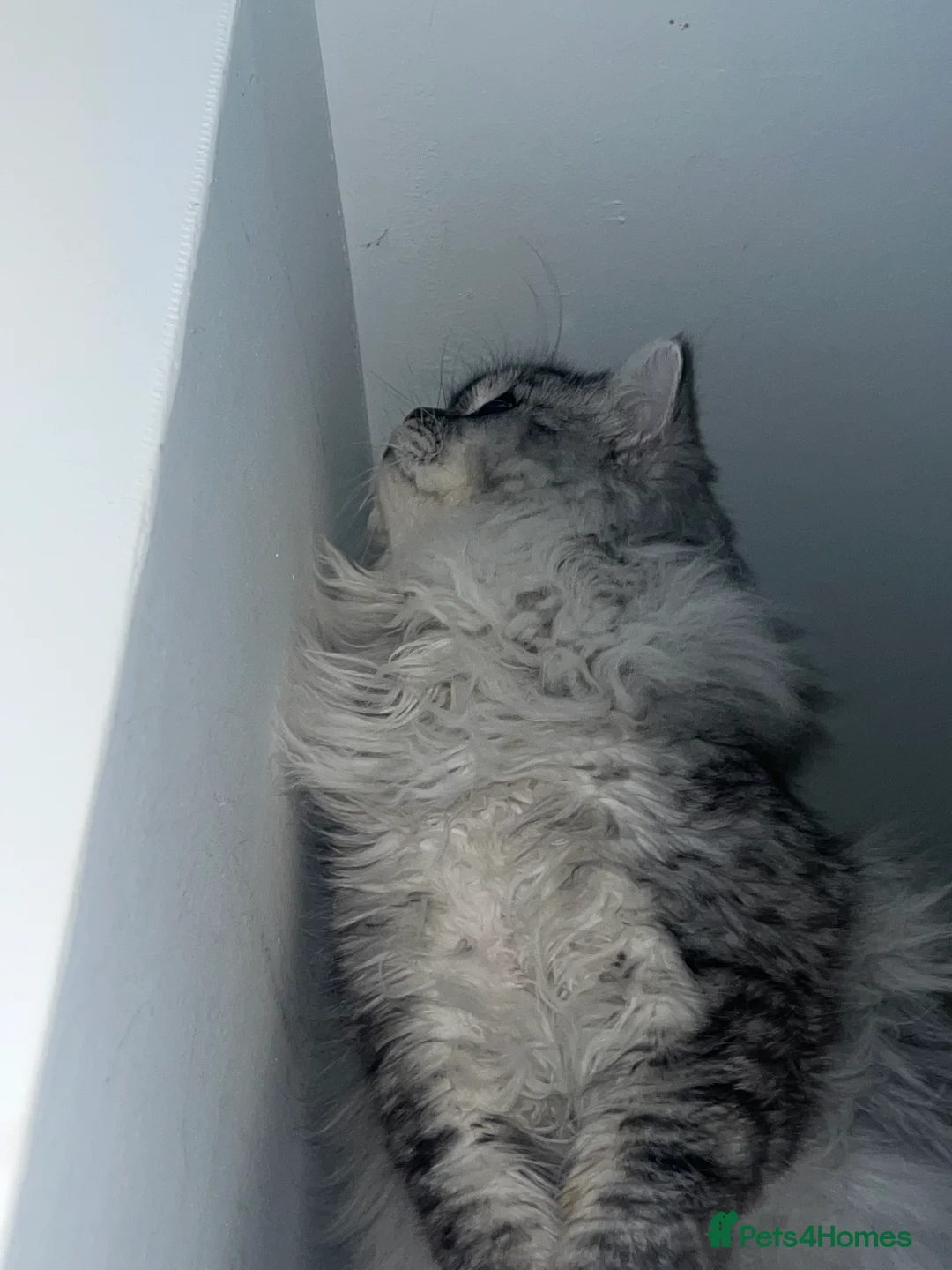 Persian cats for stud: chinchilla Persian proven stud ONLY not for sale  - Advert 16