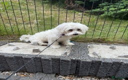 Maltese dogs for sale: Maltes - Image 5