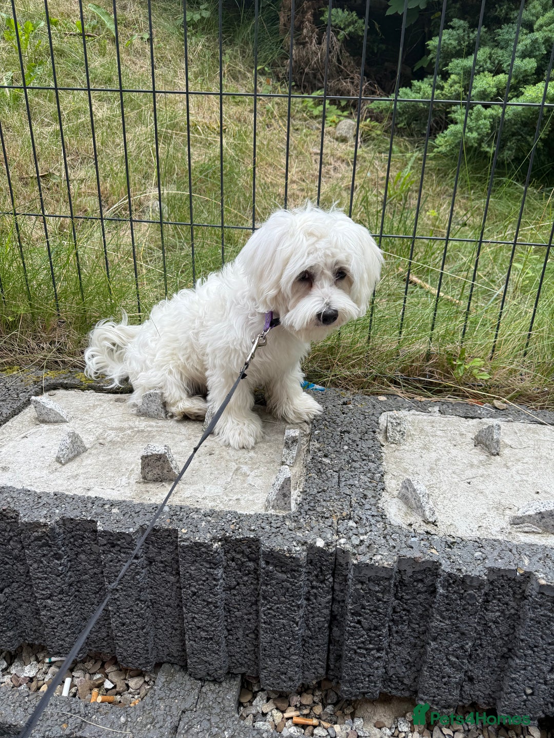 Maltese dogs for sale: Maltes - Image 5
