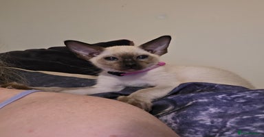 Siamese cats 2 late bloomers, gccf registered purebred Siamese - Advert 1