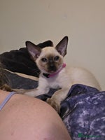 Siamese cats 2 late bloomers, gccf registered purebred Siamese - Advert 1