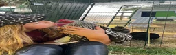 Chickens poultry for sale: Chicken Boarding, Hen Hotel, Chicken Holidays - Advert 1