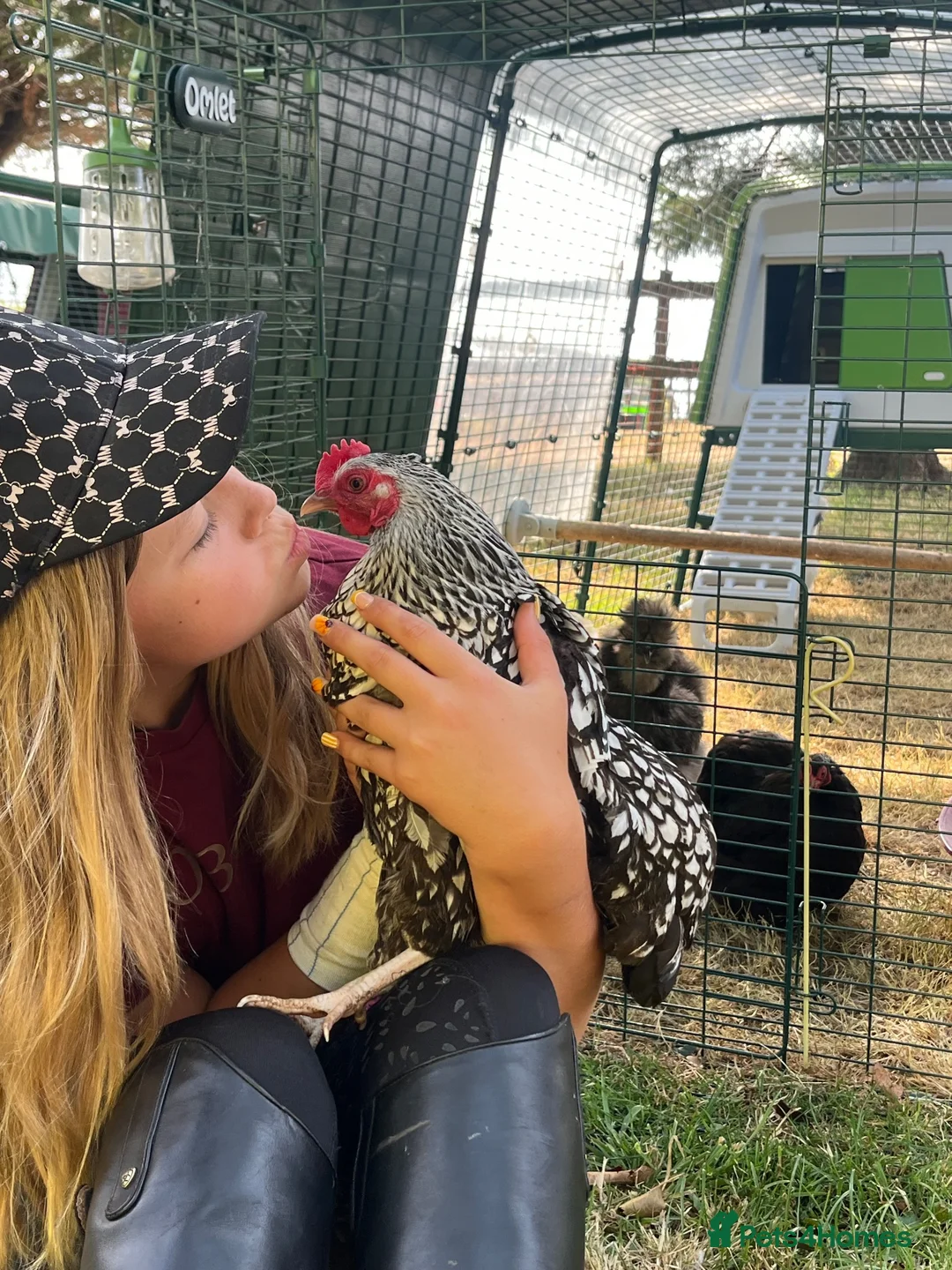 Chickens poultry for sale: Chicken Boarding, Hen Hotel, Chicken Holidays - Advert 1