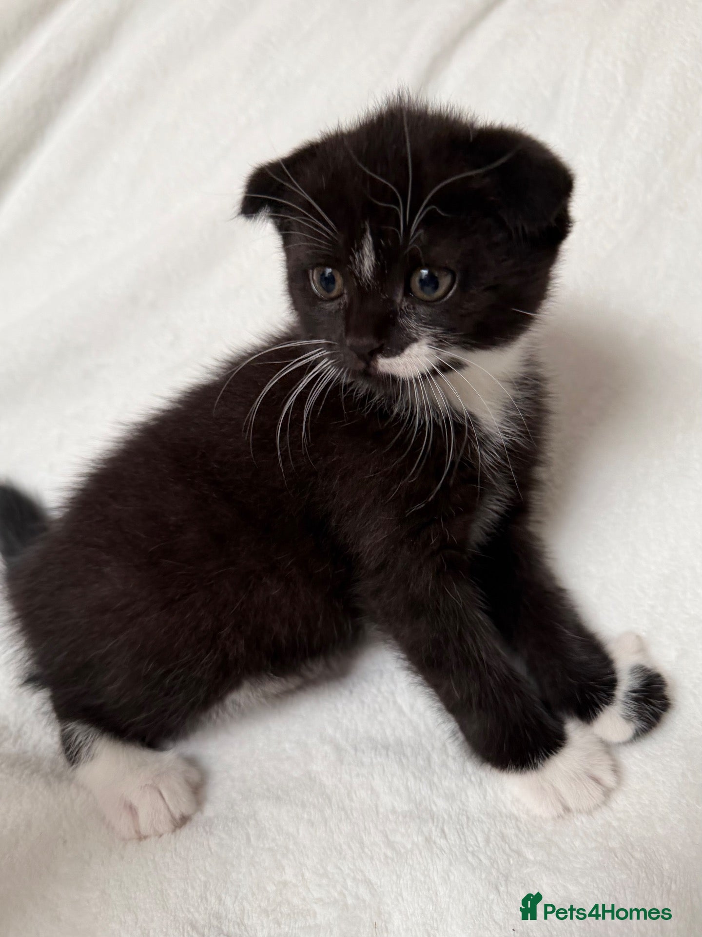 Scottish Fold cats 🖤🤍Adorable Scottish Kitten Ready for Loving Home - Advert 5