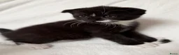 Scottish Fold cats for sale: 🖤🤍Adorable Scottish Kitten Ready for Loving Home - Advert 3