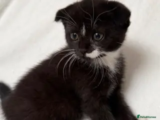 Scottish Fold cats 🖤🤍Adorable Scottish Kitten Ready for Loving Home - Advert 5