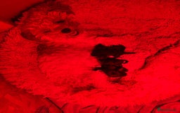 Poochon dogs for sale: Poochon puppies for sale - Image 17