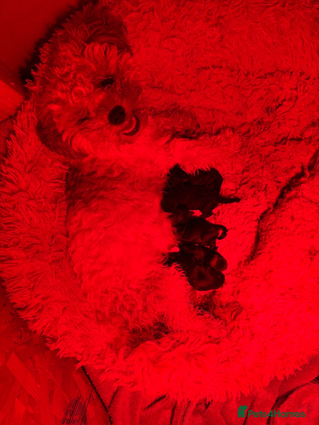 Poochon dogs for sale: Poochon puppies for sale - Image 17