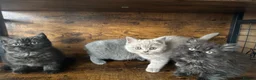British Shorthair cats for sale: British Shorthair KITTENS  - Advert 12