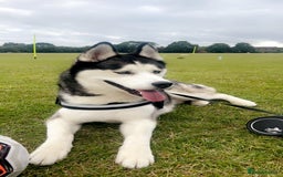Siberian Husky dogs for sale: Beautiful Husky Pups  - Image 7
