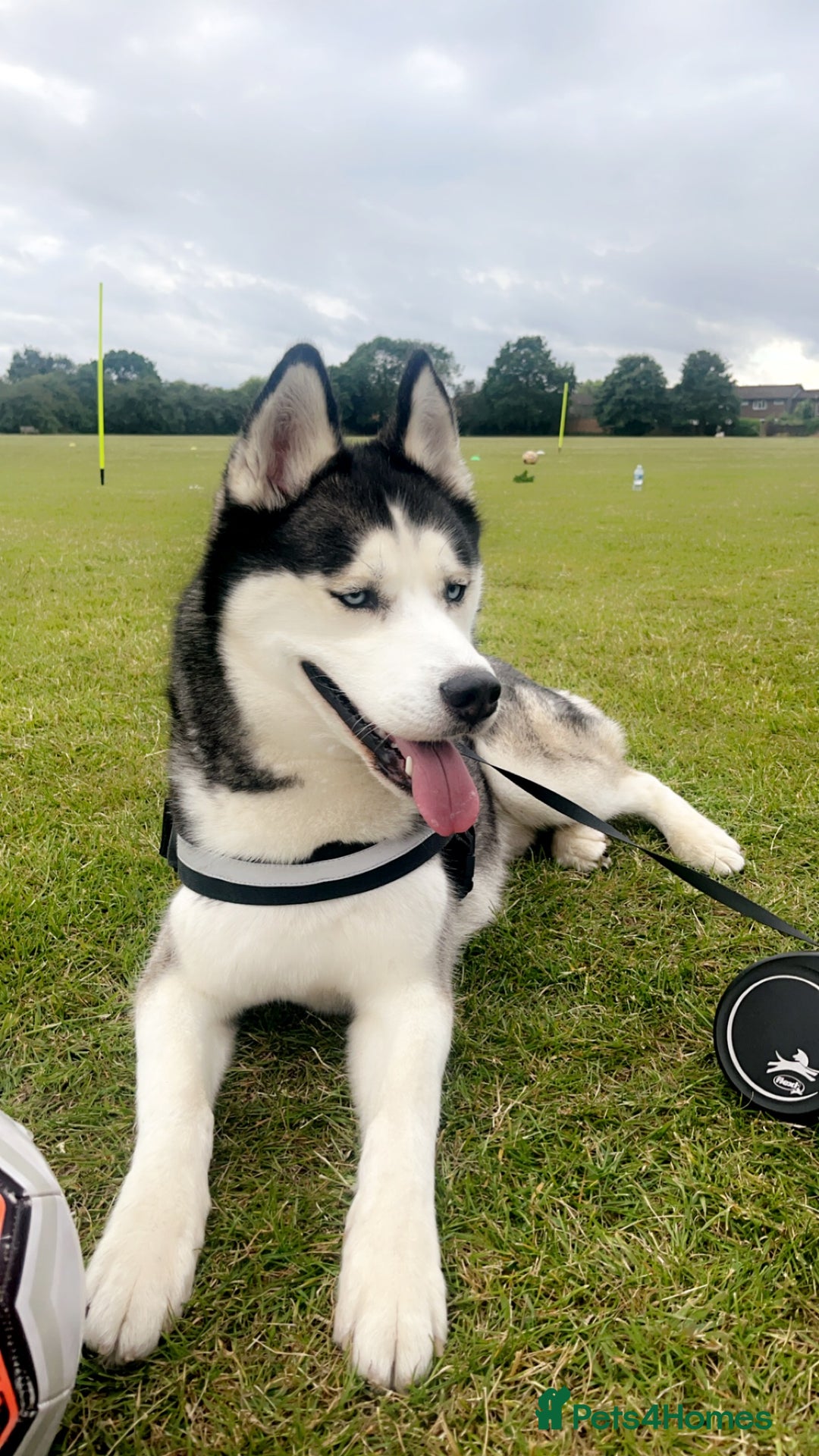 Siberian Husky dogs for sale: Beautiful Husky Pups  - Image 7