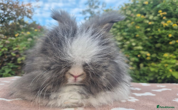 Angora rabbits - Advert 8