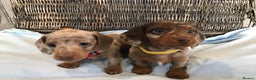 Miniature Dachshund dogs for sale: KC Miniature Dachshund 1 Choc & Isabella Dapple!!! - Advert 3
