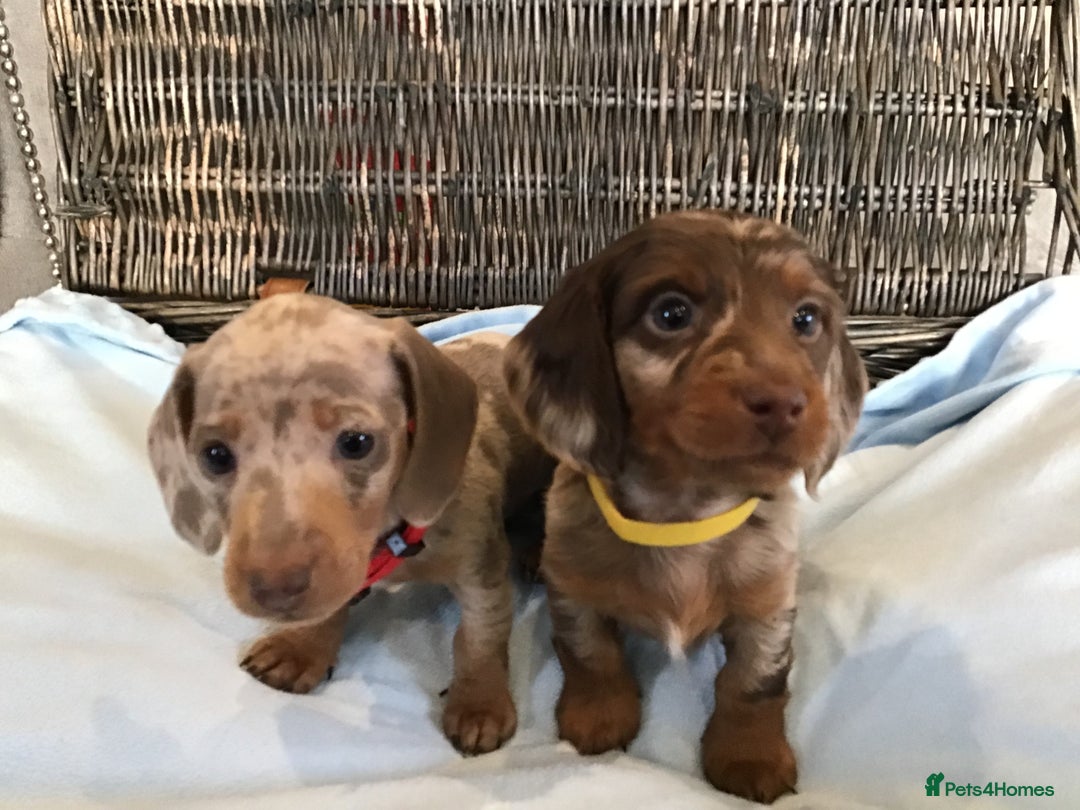 Miniature Dachshund dogs for sale: KC Miniature Dachshund 1 Choc & Isabella Dapple!!! - Advert 3