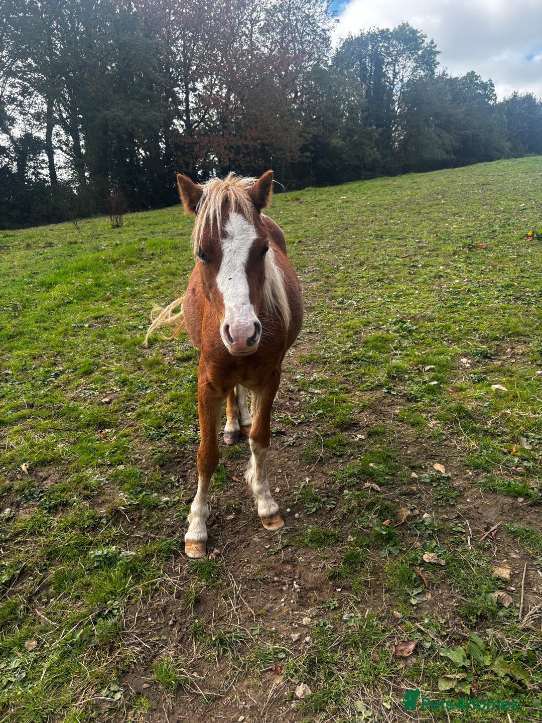 Welsh Section A horses for sale: Teddy 18 month sec a  - Image 6