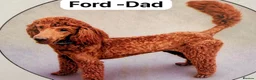 Miniature Poodle dogs for sale: Dark Fox Red Miniture Poodles For Sale  - Advert 5