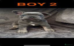French Bulldog dogs for sale: French Bulldogs - Image 7