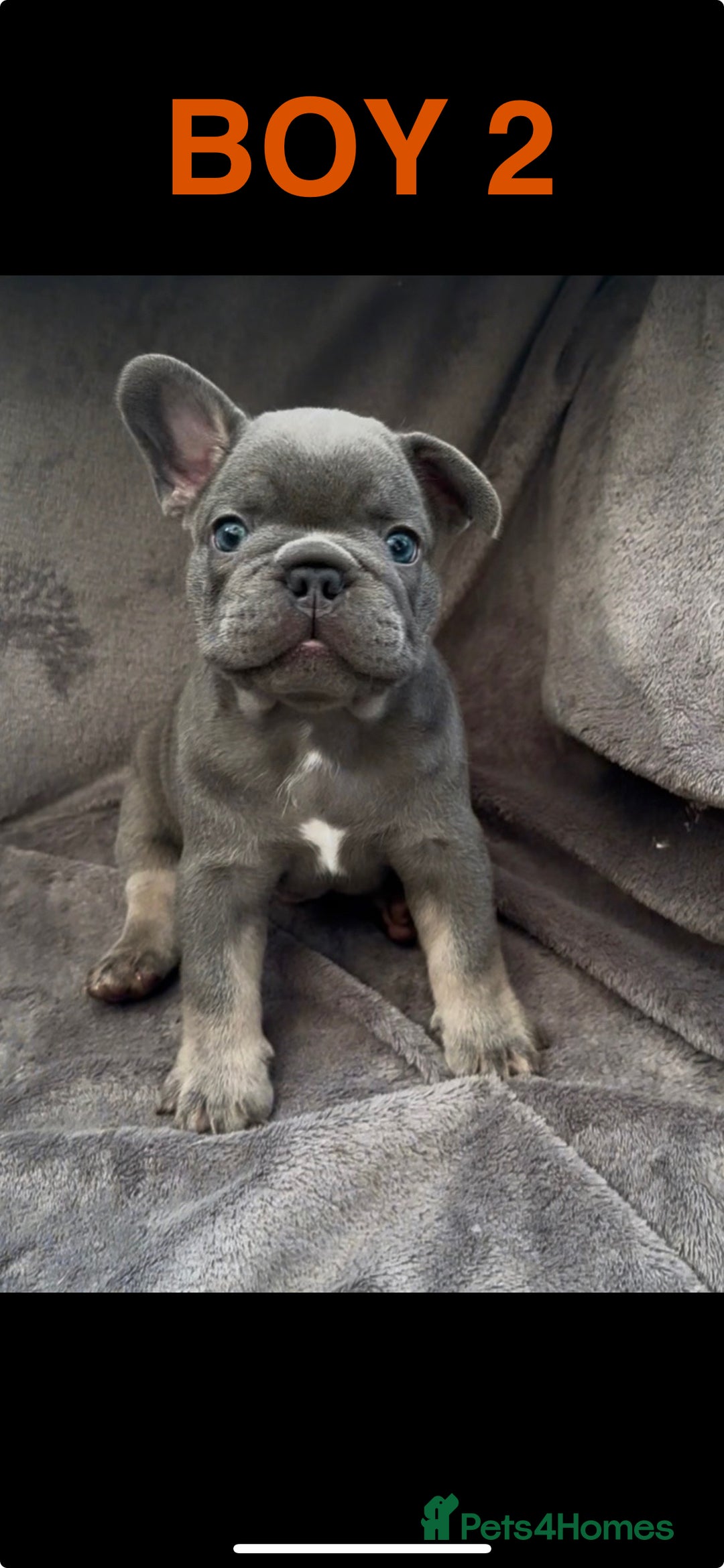 French Bulldog dogs for sale: French Bulldogs - Image 7