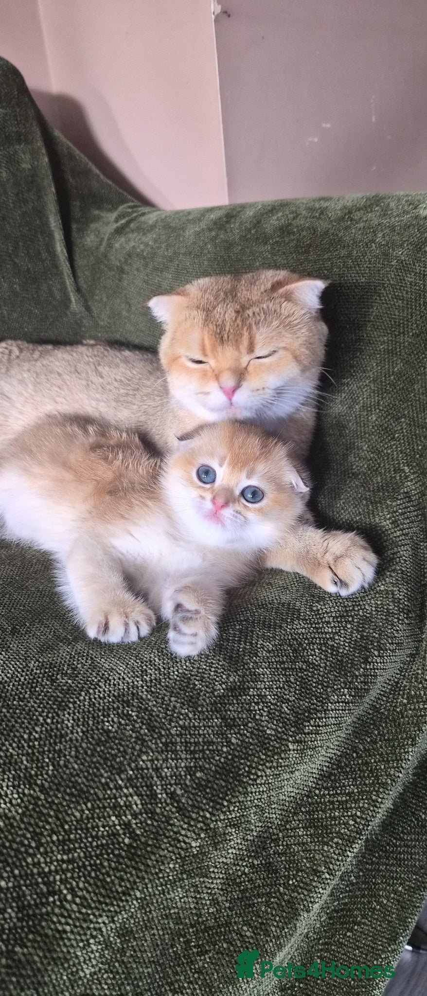 Scottish Fold cats Last folded girl left - Advert 18