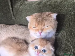 Scottish Fold cats Last folded girl left - Advert 18