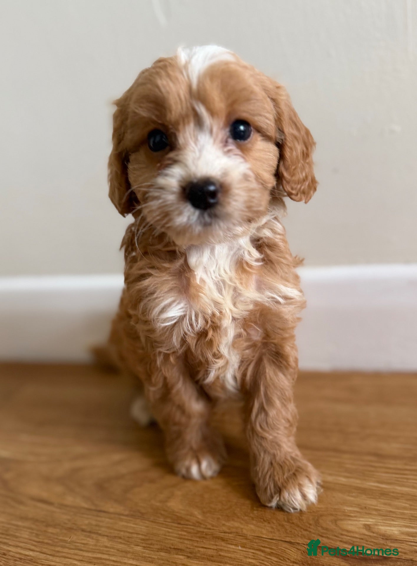 Cockapoo dogs F1 Cockapoo puppies READY NOW - Advert 1