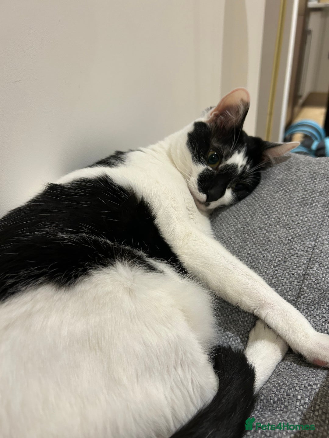 Mixed Breed cats for sale: Heartbroken to Rehome My Bonded Sisters (£0) - Advert 10