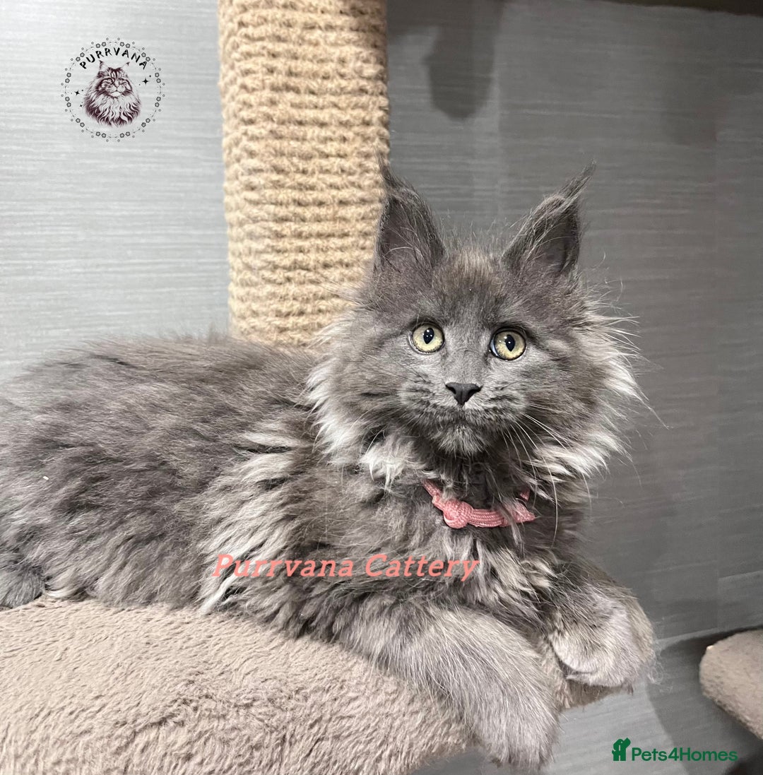 Maine Coon cats for sale: TICA registration Stunning Maine coon kittens - Advert 7
