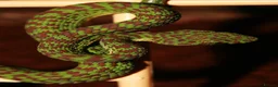 Snake reptiles for sale: Green tree pythons and Boas  - Advert 3