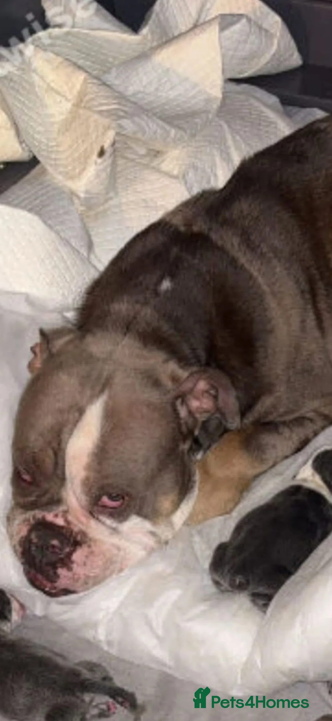 Mixed Breed dogs for sale: Stanley  - Advert 2