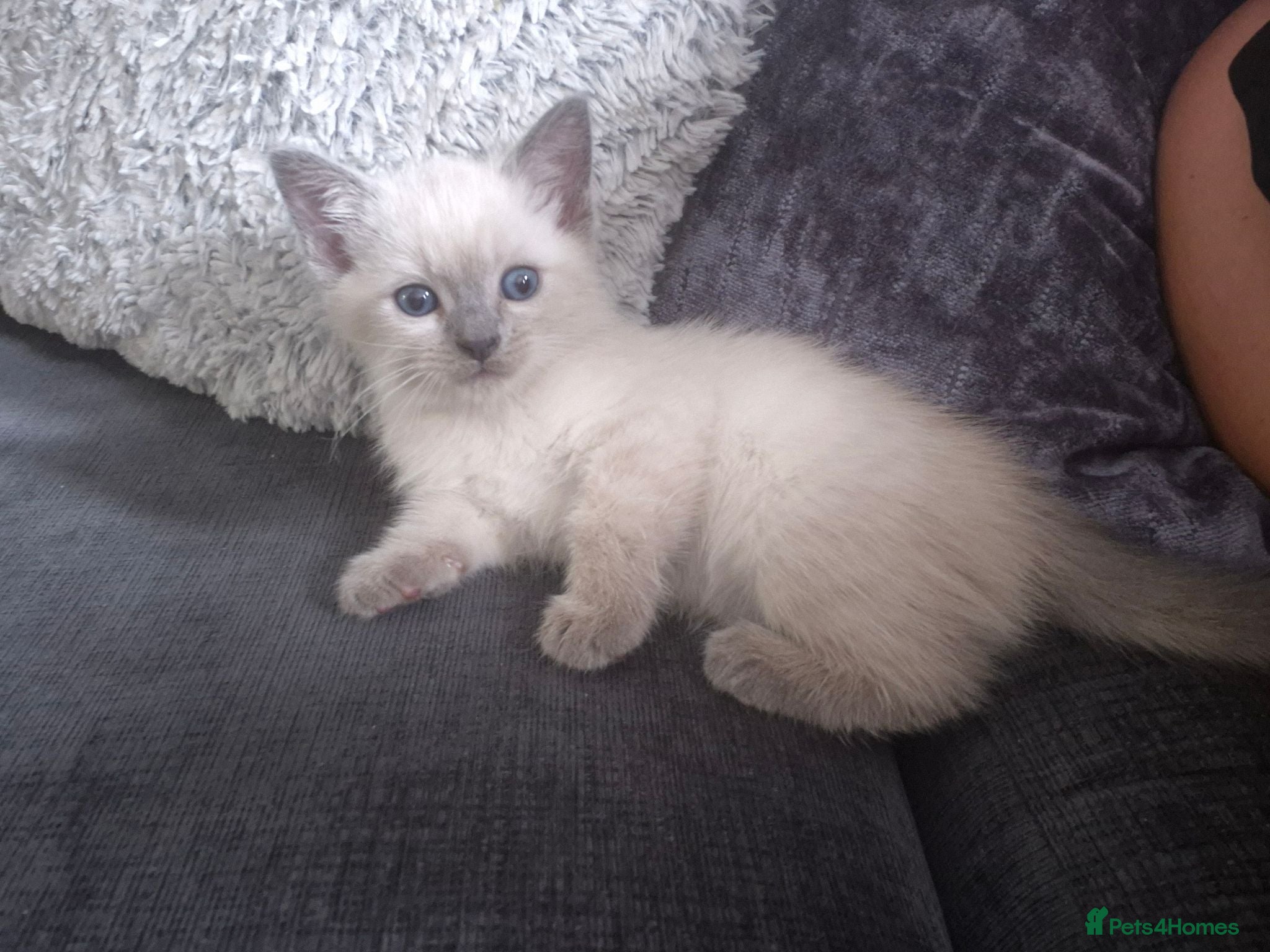 Mixed Breed cats 3 beautifull baby's left ready 18th aug - Advert 3
