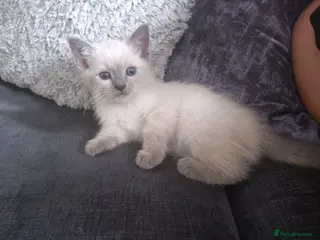 Mixed Breed cats 3 beautifull baby's left ready 18th aug - Advert 3
