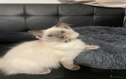 Ragdoll cats for sale:  Ragdoll kittens  - Image 11