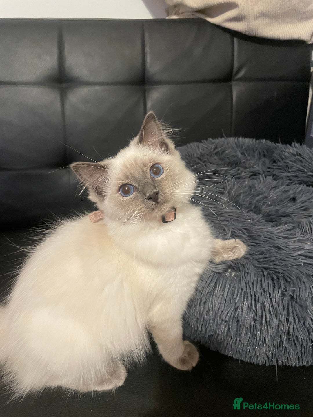 Ragdoll cats for sale:  Ragdoll kittens  - Image 11