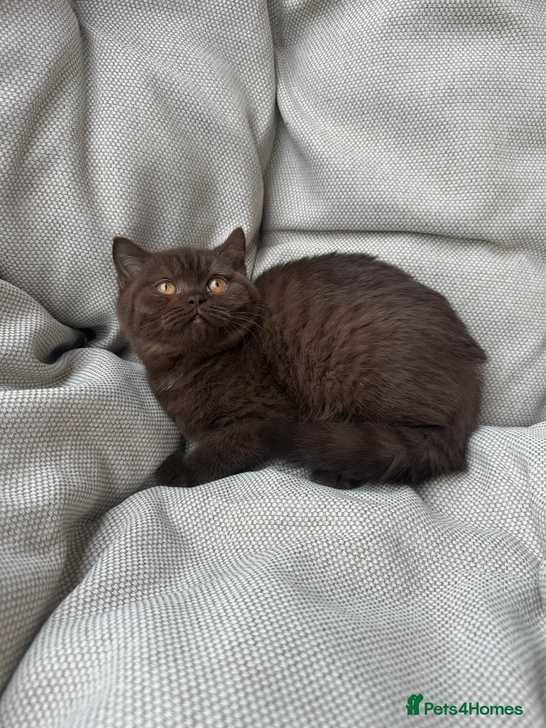 British Shorthair cats for sale: British Shorthair Chunky Chocolate Kittens🐻 - Advert 6