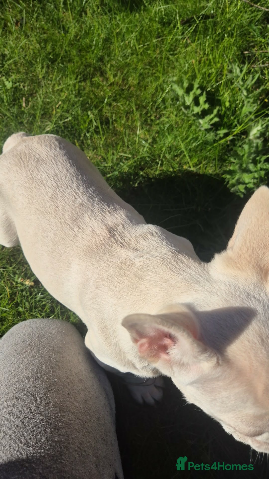 French Bulldog dogs for sale: Last female left French Bulldog Puppies  - Advert 4