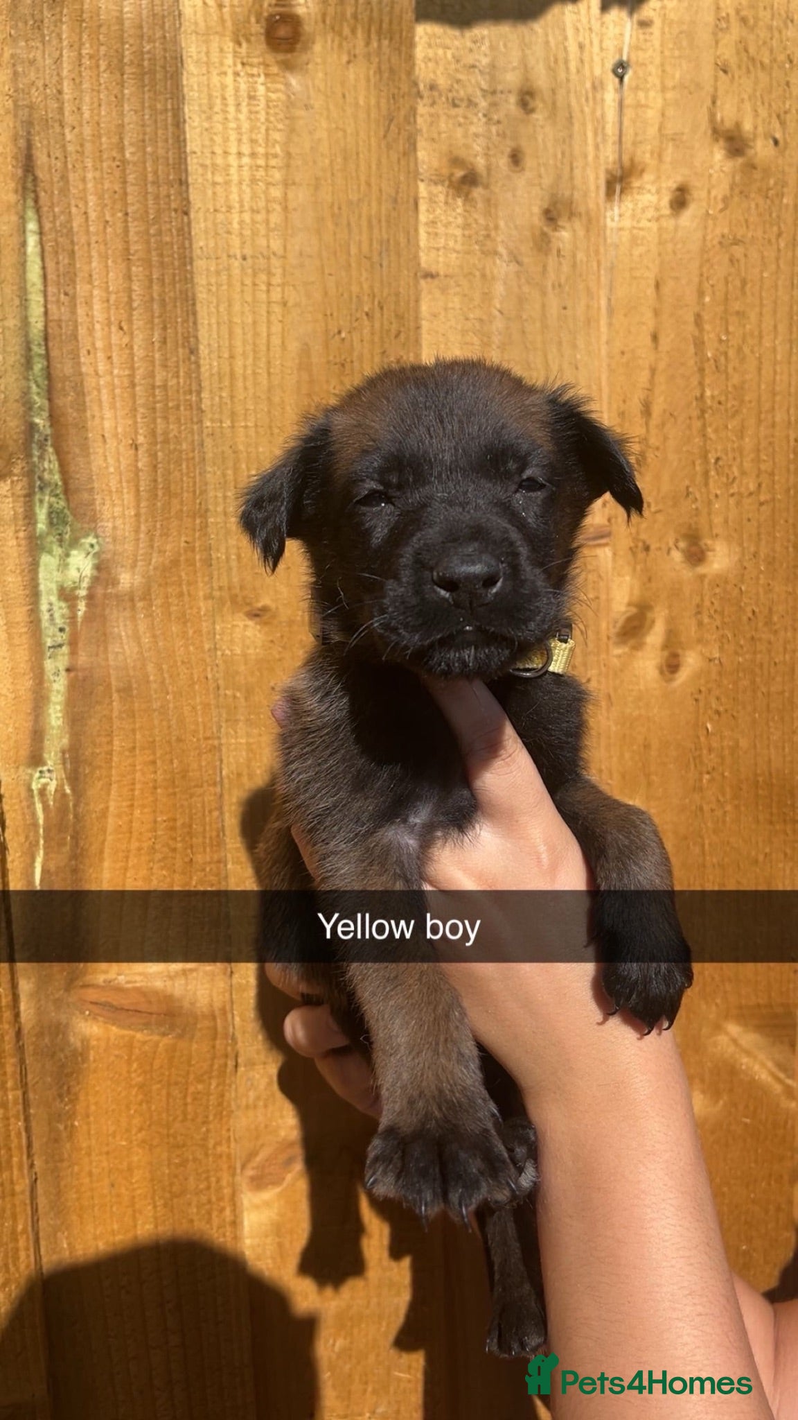 Belgian Shepherd Dog dogs Belgium malinois pups - Advert 17